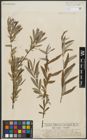 Foto von Salix repens L. x Salix viminalis L.